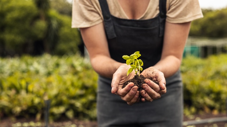 Person holding plant and soil