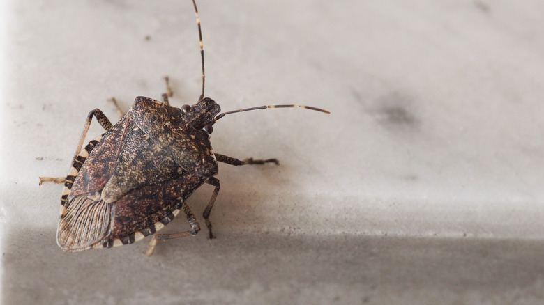 stink bug on floor