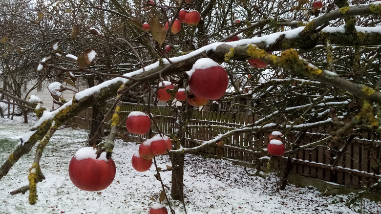 A red apple tree in winter with snow-covered branches.