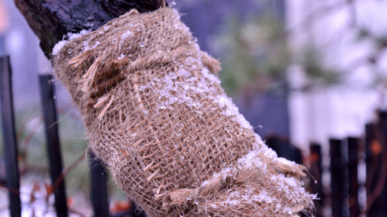 A tree trunk wrapped in burlap with a coating of ice on it.
