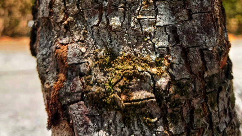 A tree trunk with sun scald.