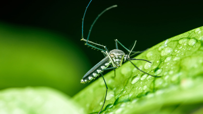 Mosquito on green leaf