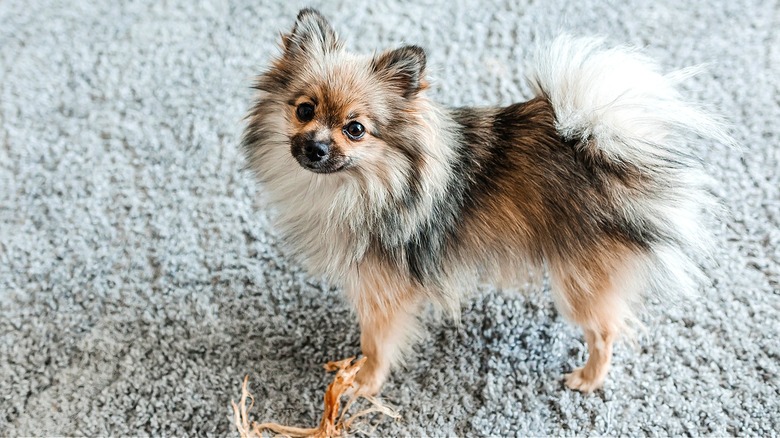 Dog looking up from carpet