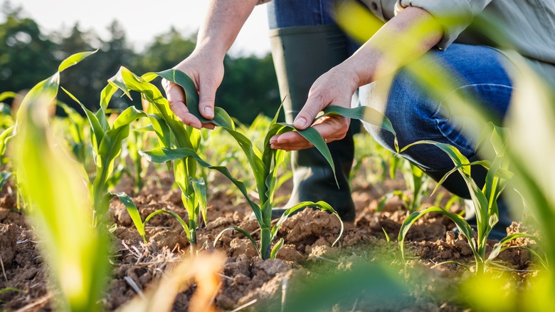 person examining floppy seedlings