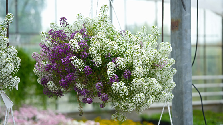 Purple- and white-flowering sweet alyssum overflowing the rim of a hanging basket.