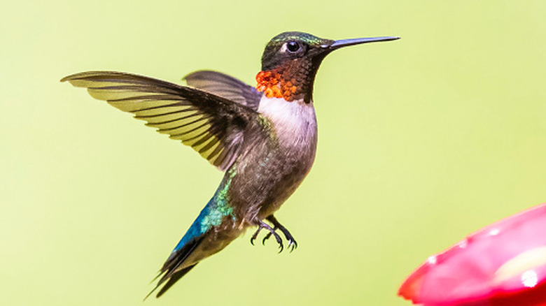 A ruby throated hummingbird in mid-flight.