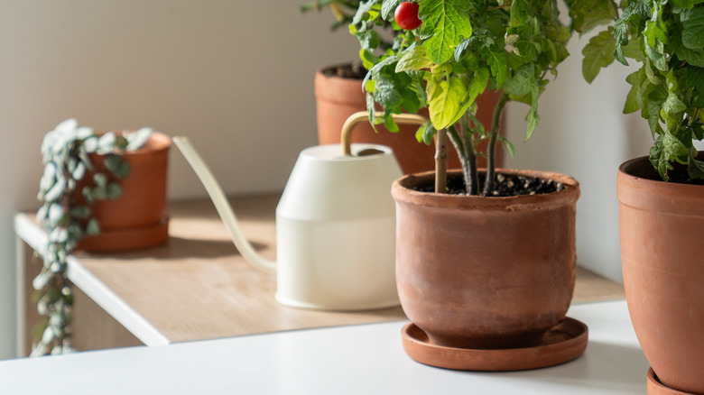 A white surface and a wooden counter top with a white watering can and plants in clay pots.