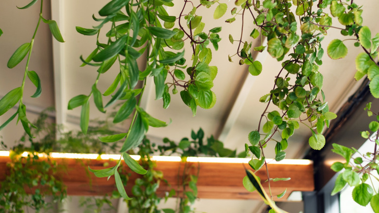 A wooden board with plastic greenery draped over it and a light strip above it.