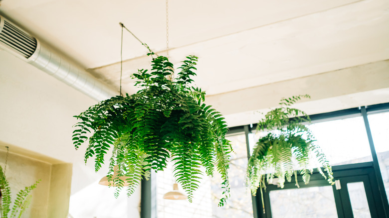 Two sets of boston ferns hang from the ceiling in front of a large, windowed wall