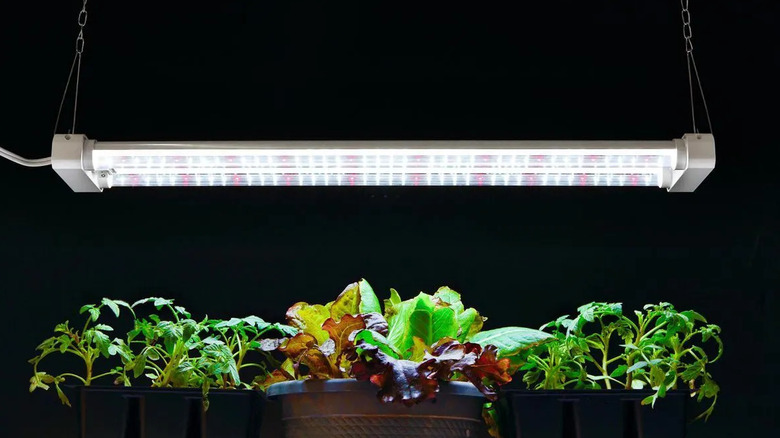 Plant Grow Light hanging above lettuce and tomatoes in pots