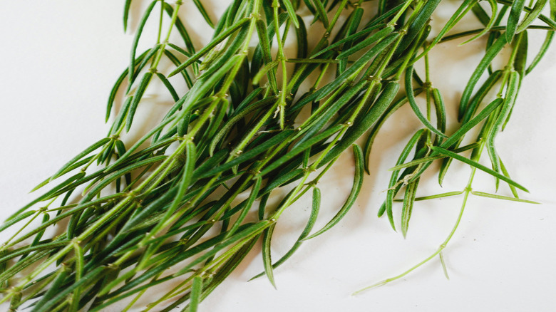 Hoya linaris foliage typically hangs from its pot.