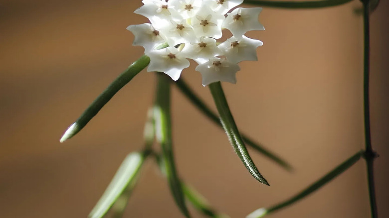 Hoya linearis flowers come in cluster form.