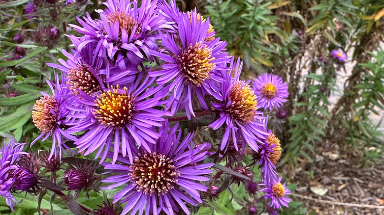 A bunch of purple New England aster flowers