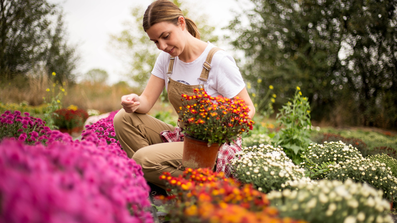 The Hardy Alternative To Mums You Should Consider Planting In Your Fall ...