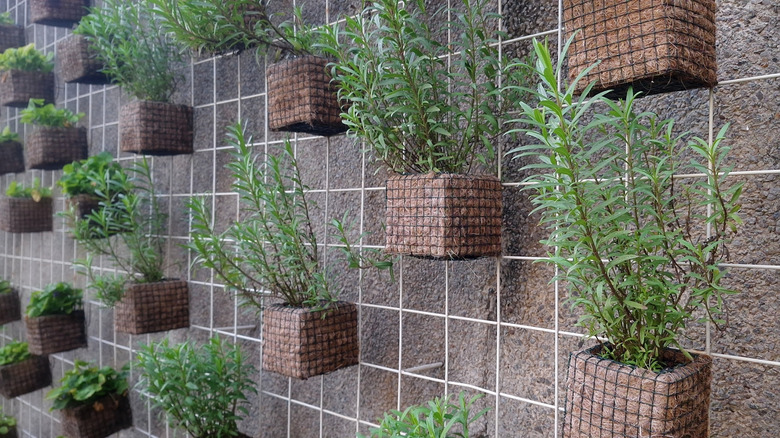 Hanging planters filled with fresh tarragon