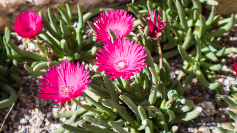 Hardy ice plant mulched with gravel
