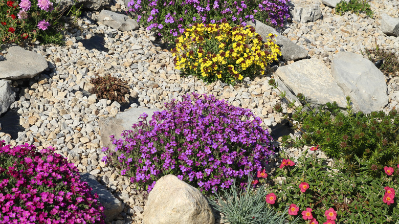 Flowering plants growing among gravel mulch