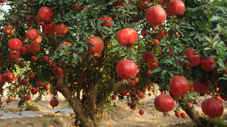 Medium shot of ripe pomegranates on a tree in a garden.