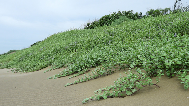 A cluster of beach vitex growing across a sand dune.