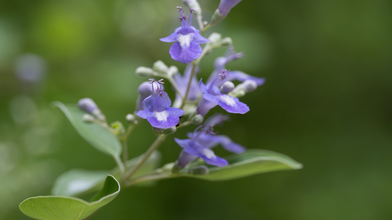 A close-up of beach vitex's purple flowers in bloom.