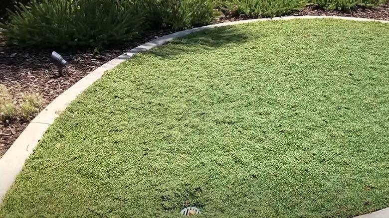 Lawn area next to a garden bed covered with dwarf carpet of stars