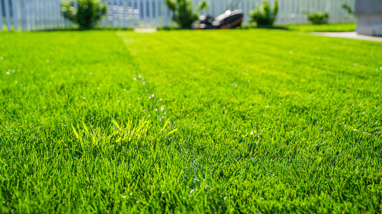 A green grass lawn