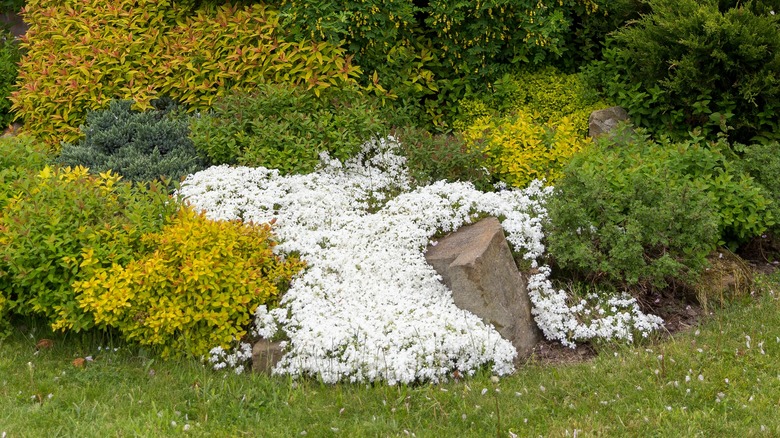 A patch of snowflake moss phlox growing over a rock in a garden with other green and yellow shrubs and trees.