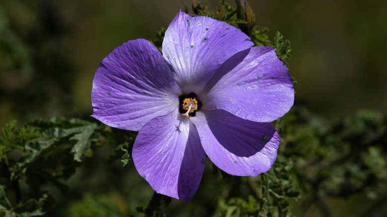 Up close photo of the purple-blue blossom of the hardy blue hibiscus
