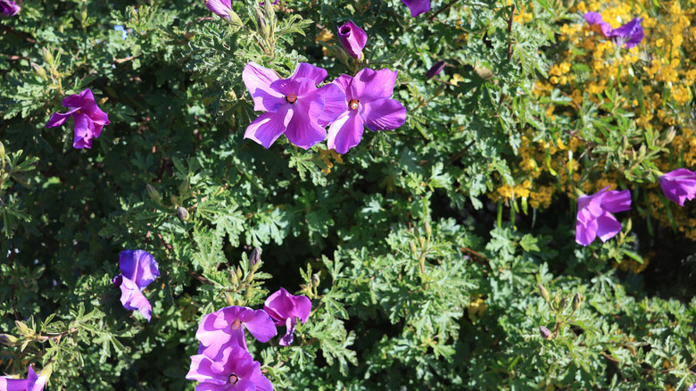 The blue hibiscus shrub in bloom