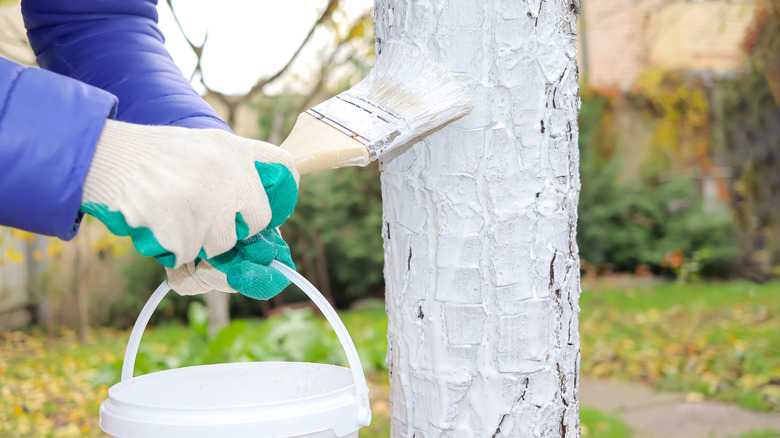 Paint on a tree with paintbrush, hands, and bucket.
