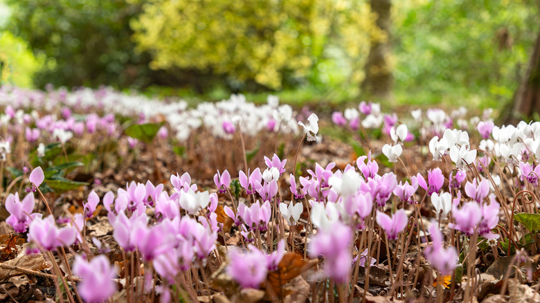 pink and white hardy cyclamen bloom with trees blurred in the background