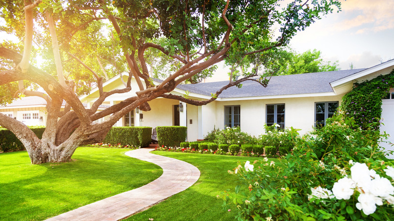 A tree in a front yard