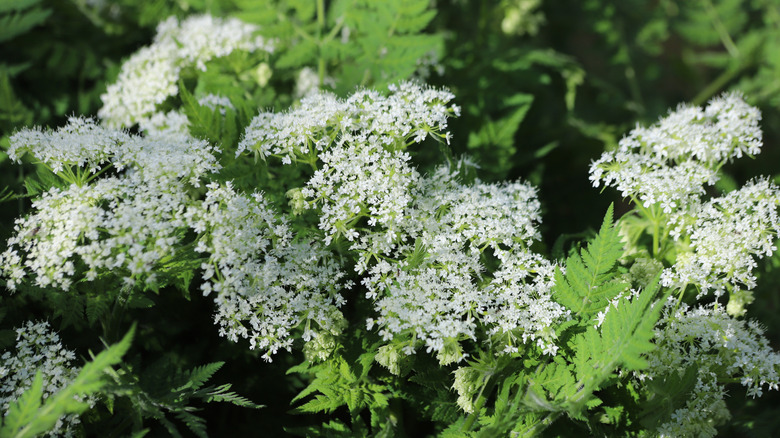 A closeup of the umbrella-shaped white flower clusters and fernlike leaves of sweet cicely