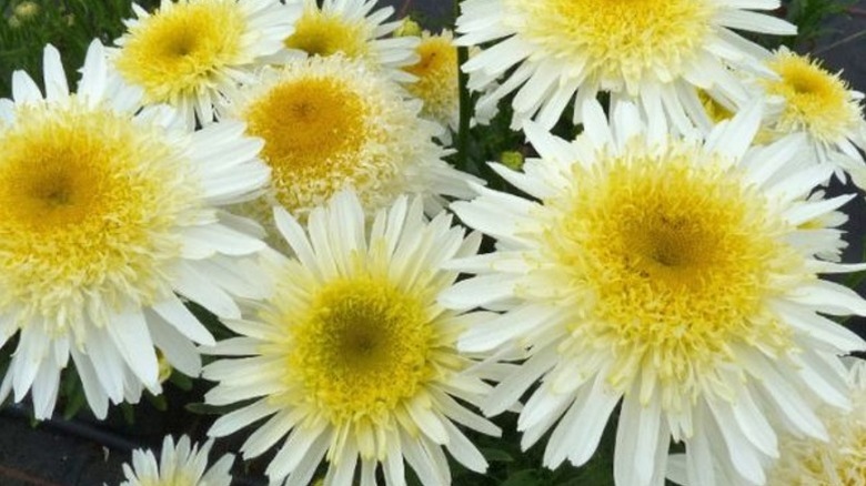 'Real Glory' leucanthemum flowers up close