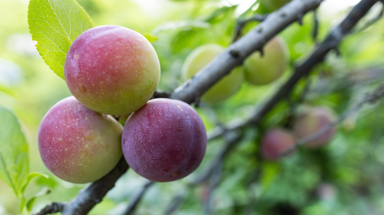 Juicy plums ripening on a tree branch