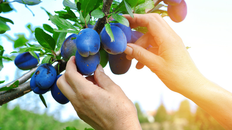 Hands harvesting ripe plums from tree