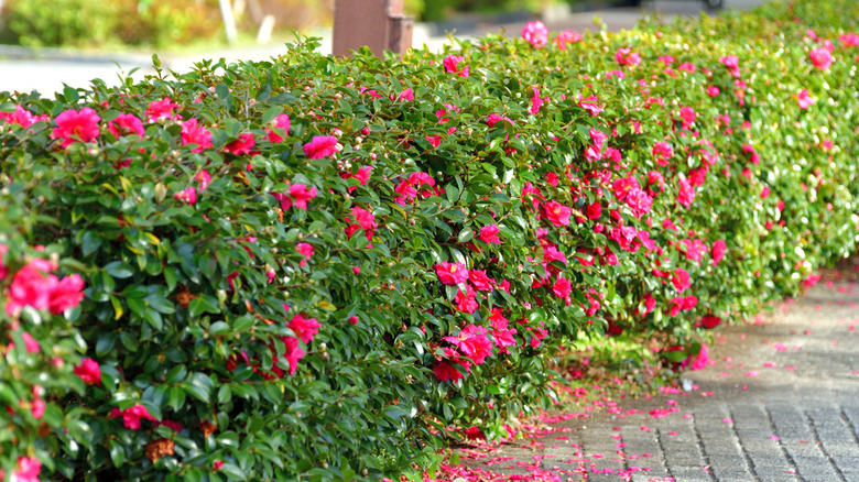 A hedge of Sasanqua camellia plants with bright pink blooms