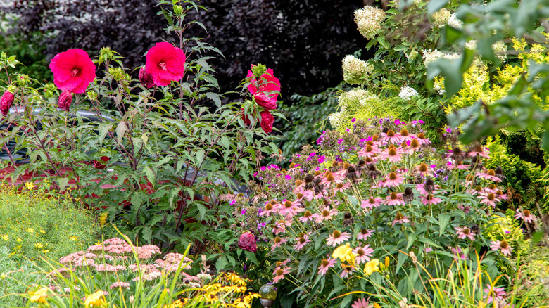 A variety of flowering shrubs and perennials in bloom
