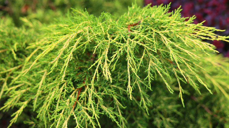 A close up of the creeping juniper shrub.