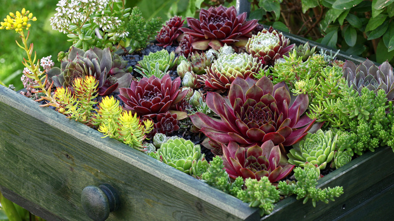Succulents growing in an outdoor garden in a drawer container