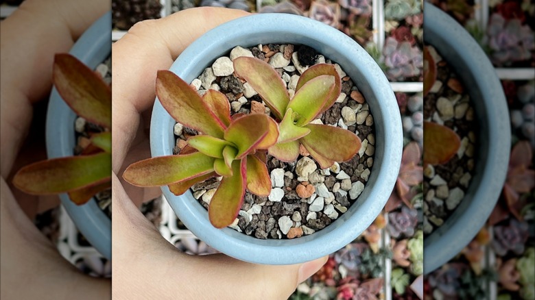 Hand holding a small pot with a young campfire crassula plant