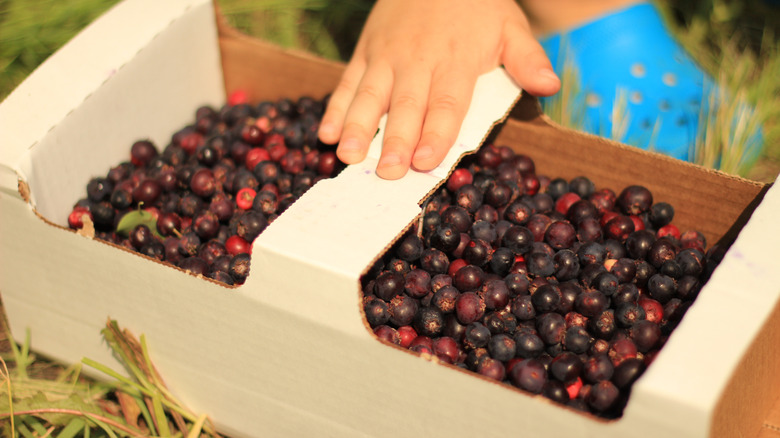 hand touching box of juneberries