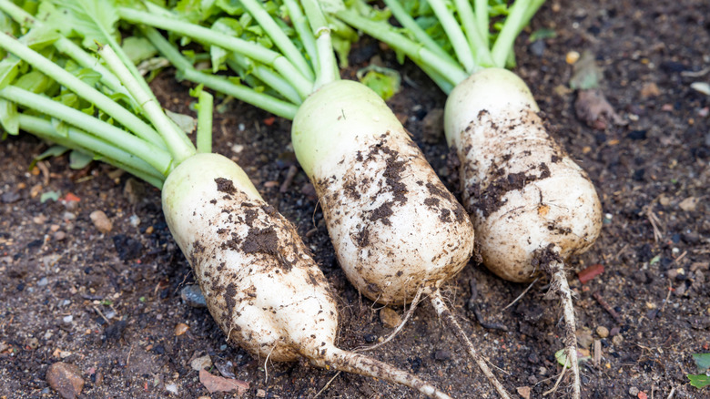 3 daikon radishes in the garden