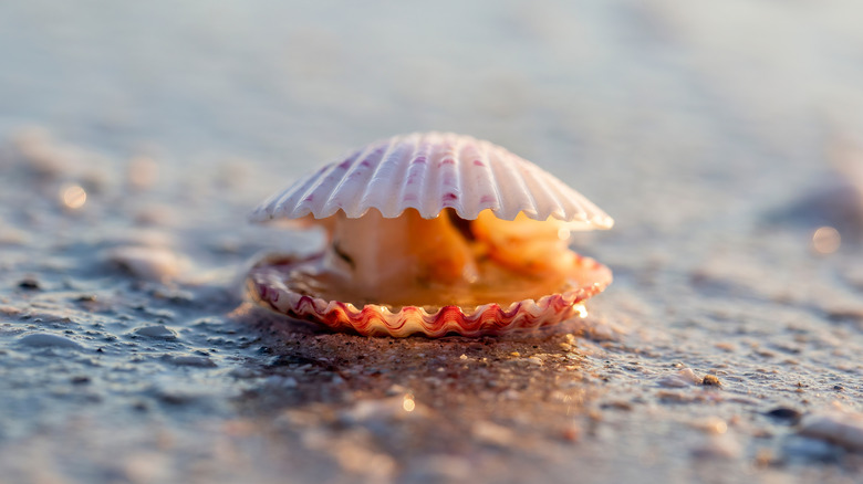 Dead scallop on a Florida beach