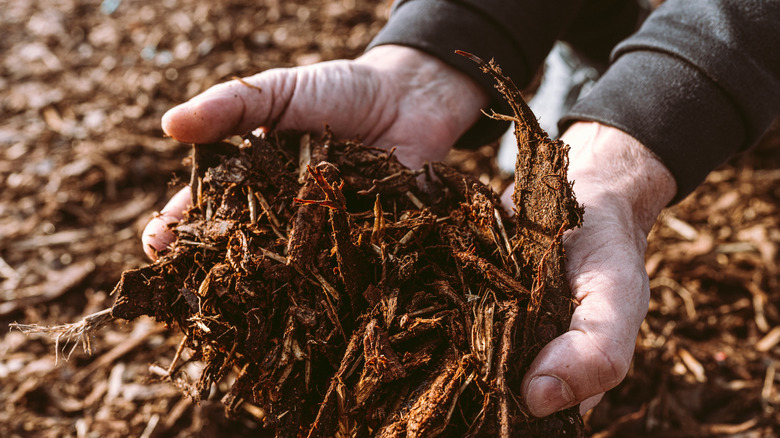 Hands holding mulch