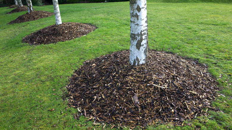 Row of trees with volcano mulching covering their root flares