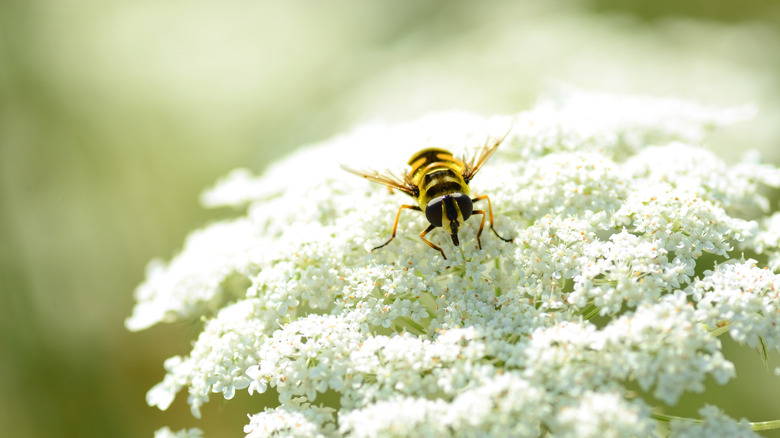 Hover fly on white flower