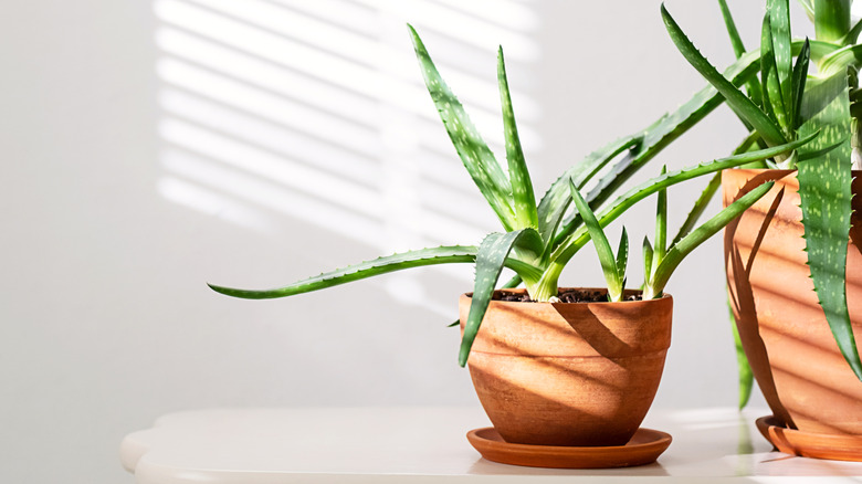 aloe vera on table in lower light conditions