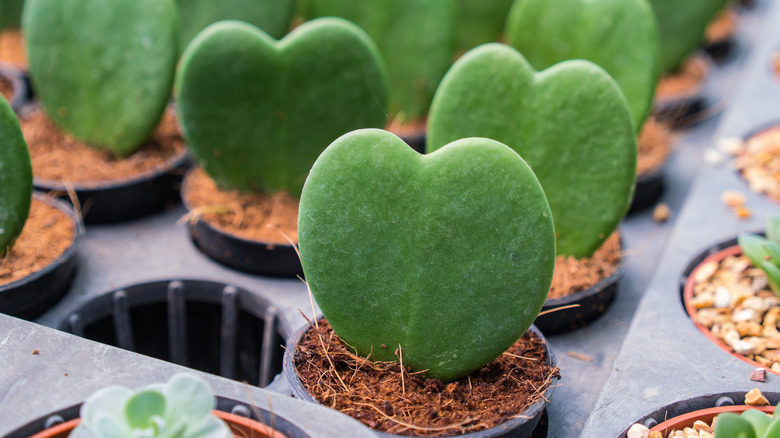 Sweetheart Hoyas in small pots