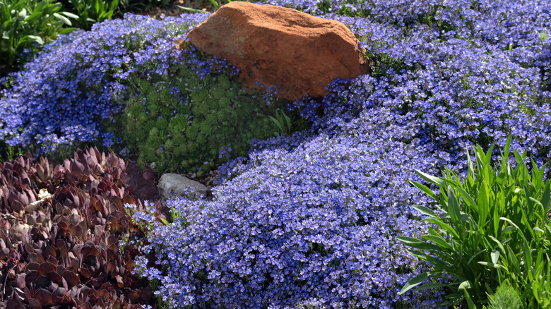 Turkish speedwell blooming in a garden.